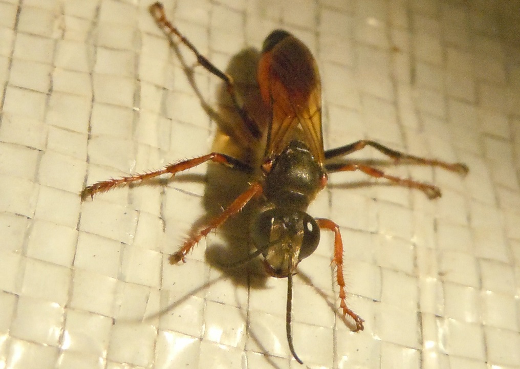 Sphex cfr. funerarius (Sphecidae)